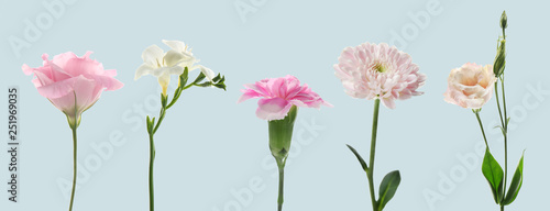 Set of different beautiful flowers on light background © Pixel-Shot