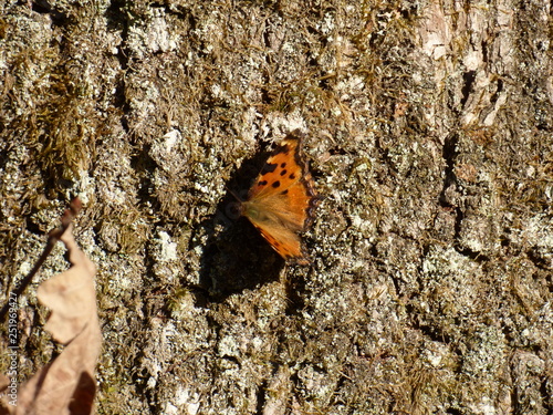 papillon sur un arbre