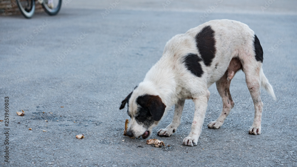 Dogs are eating food on the ground.