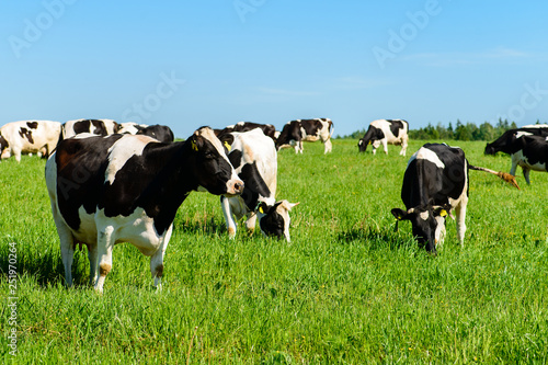 cows graze on a green field in sunny weather, layout with space for text photo