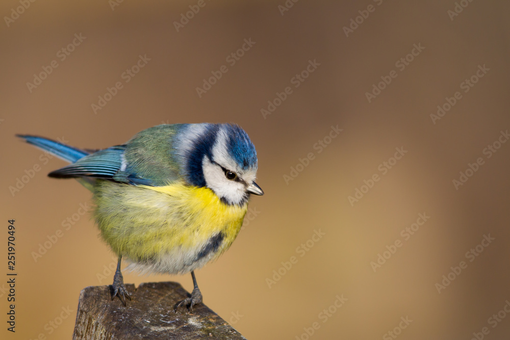 Blue Tit (Parus caeruleus) in the nature protection area Moenchbruch near Frankfurt, Germany. Blue Tit (Parus caeruleus) in the nature protection area Moenchbruch near Frankfurt, Germany.