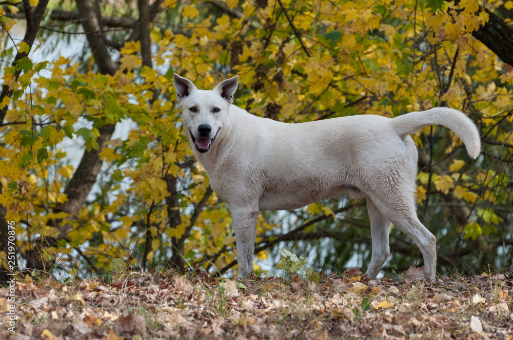 white dog looking to the camera on a yellow background white dog looking to the camera on a yellow background