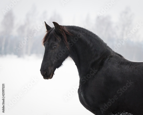 Black frisian horse on snow winter background, portrait close up
