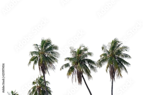A row of coconut tree trunks on white isolated background for green foliage backdrop