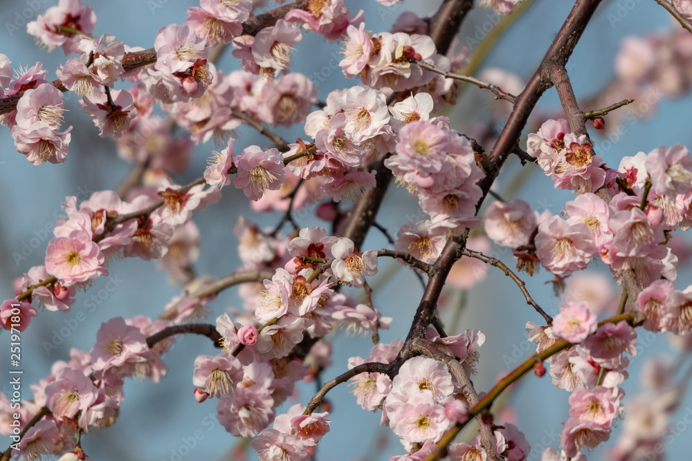 Plum blossoms at Sumida Park, Taito Ward, Tokyo, Japan Plum blossoms at Sumida Park, Taito Ward, Tokyo, Japan