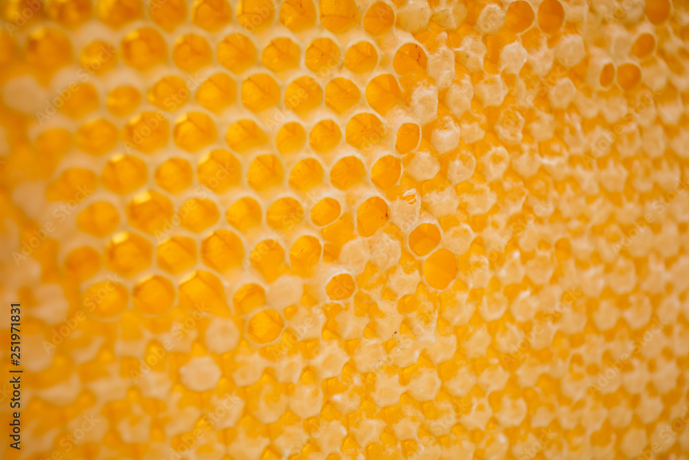 yelllow honeycombs empty and filled with honey yelllow honeycombs empty and filled with honey