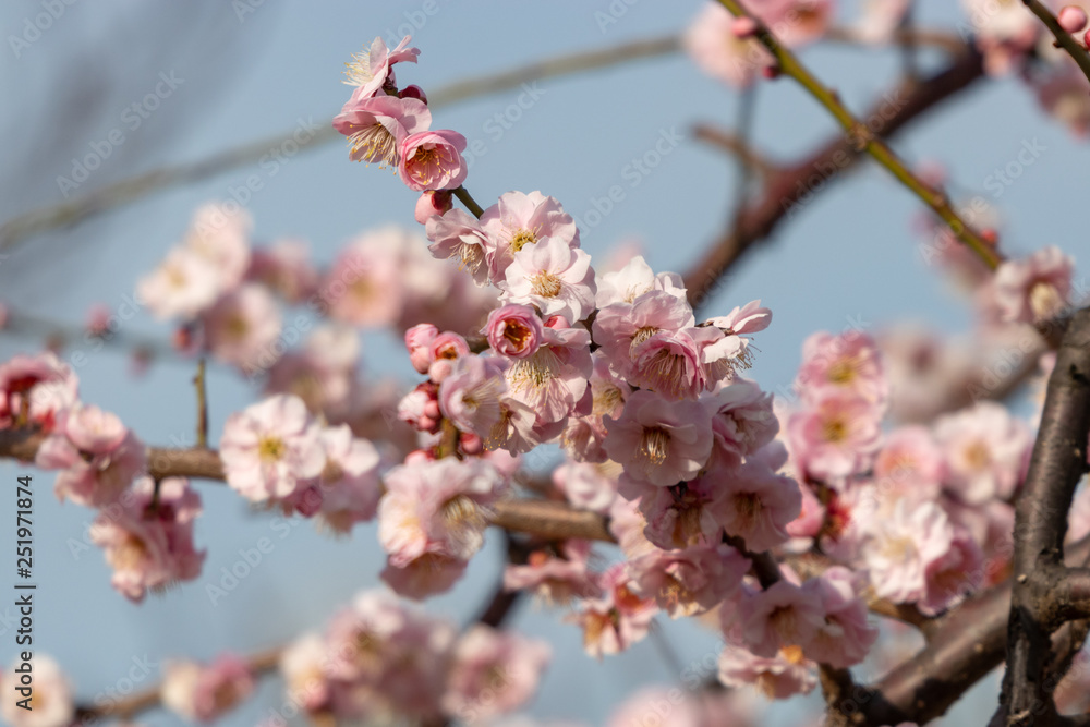 Plum blossoms at Sumida Park, Taito Ward, Tokyo, Japan Plum blossoms at Sumida Park, Taito Ward, Tokyo, Japan