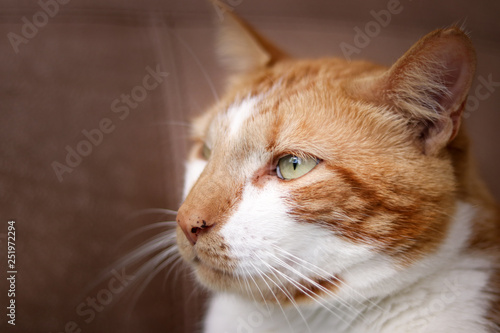 Ginger and white cat looking sideways