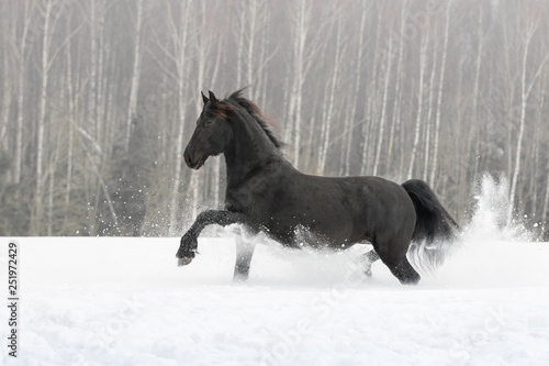 Black friesian horse with the mane flutters on wind running on the snow-covered field in the winter background