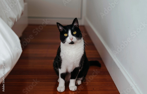 Black and white cat