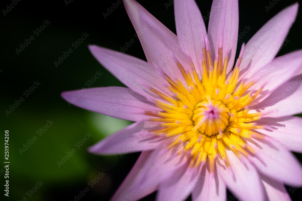 Beautiful Pink Lotus, water plant with reflection in a pond Beautiful Pink Lotus, water plant with reflection in a pond