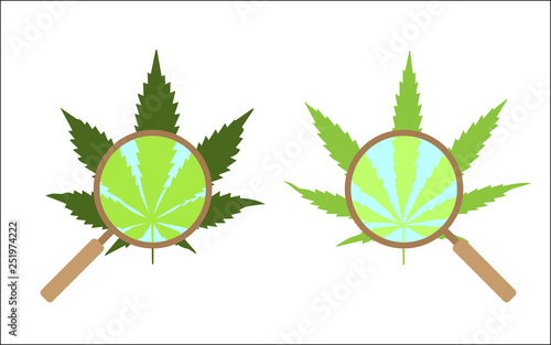 Cannabis leaves through a magnifying glass