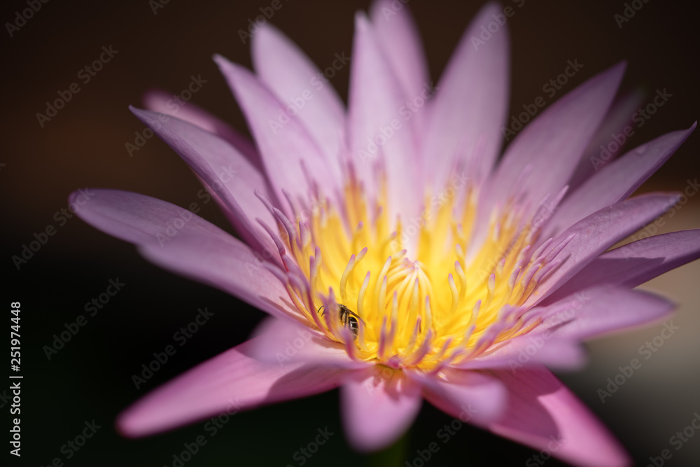 Beautiful Pink Lotus, water plant with reflection in a pond Beautiful Pink Lotus, water plant with reflection in a pond