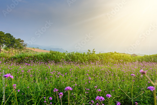 Violet verbena flowers on blurred background with sunshine in the morning