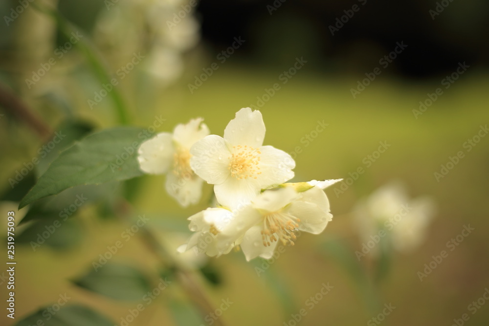 Fiore d'arancio con sfondo sfocato Fiore d'arancio con sfondo sfocato