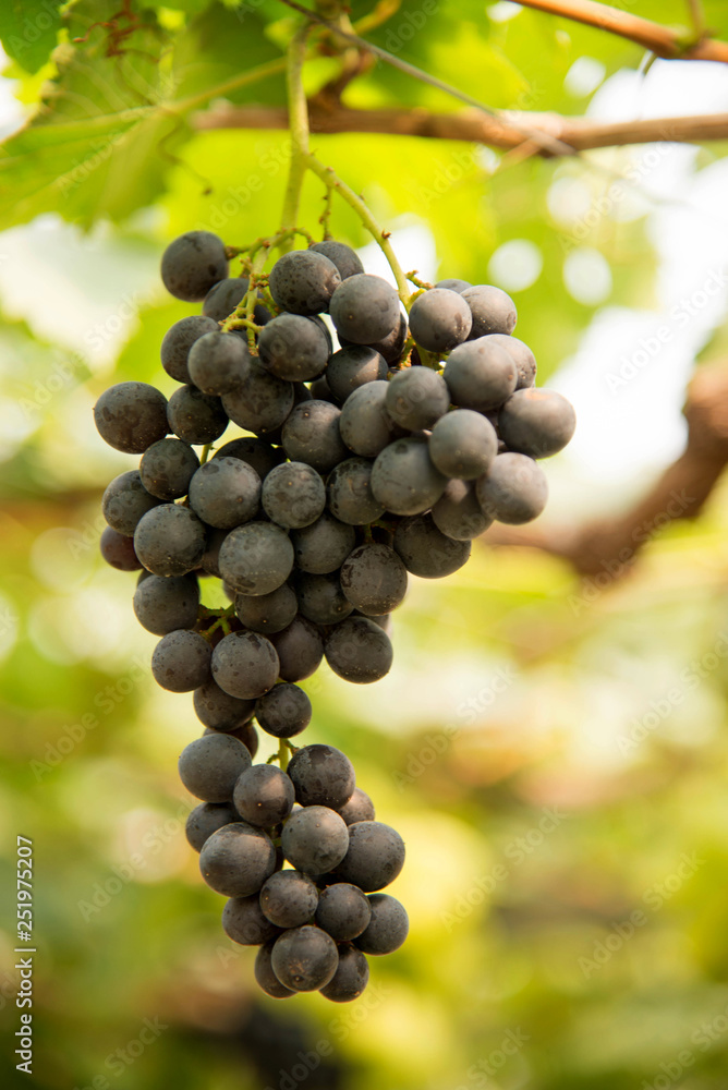 grapes  on tree