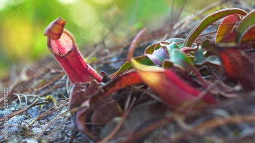 Nepenthes ampullaria red on nature background. Red Nepenthes hanging in the forest. photo