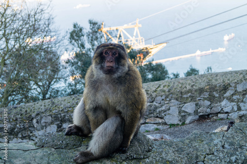 Berberaffe - Macaca sylvanus photo