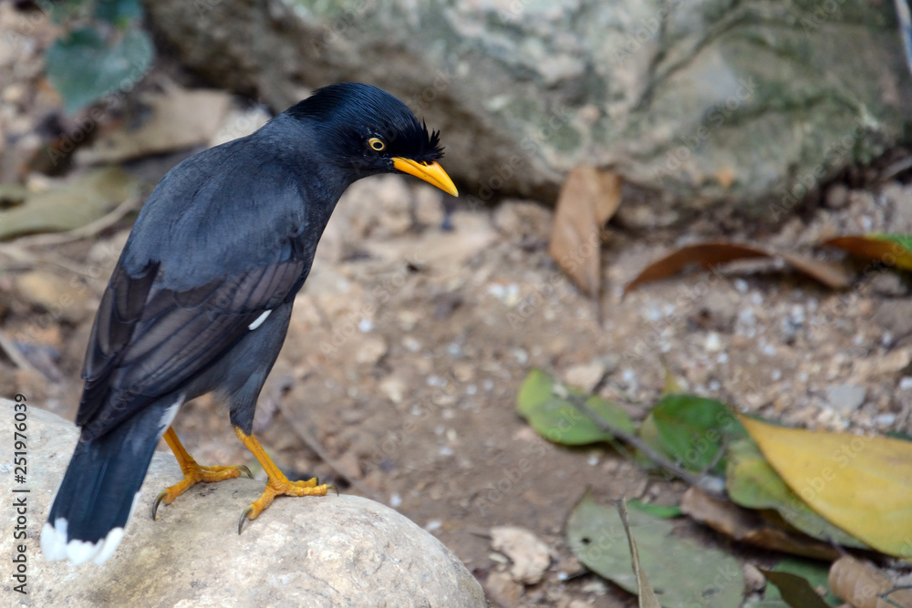Fototapeta premium Common myna