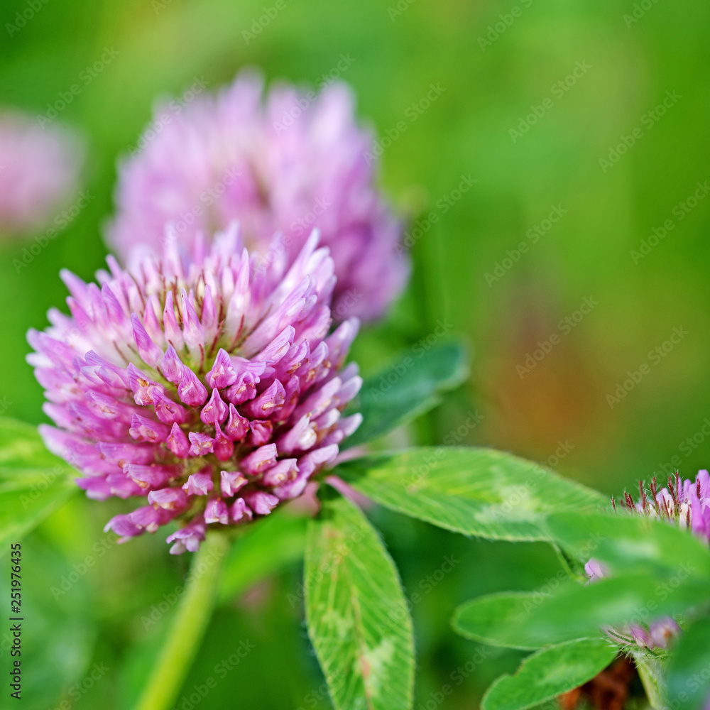Blühender Wiesen-Klee, Trifolium pratense Blühender Wiesen-Klee, Trifolium pratense