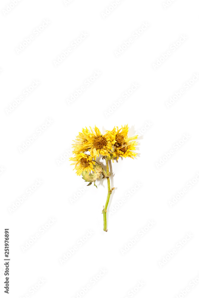 Obraz premium Chrysanthemum tea Close up