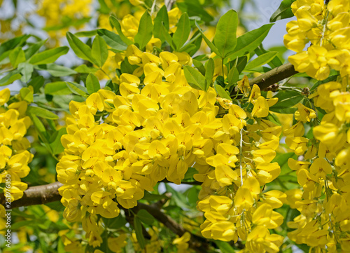 Blühender Goldregen, Laburnum photo