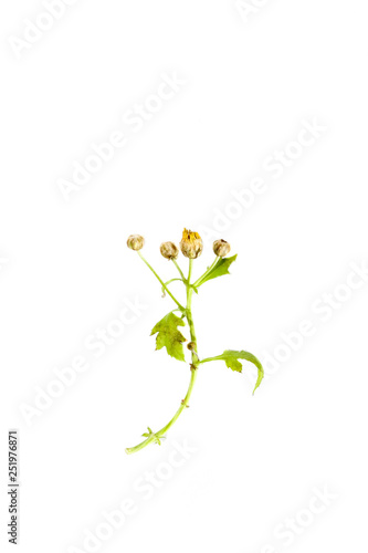 Fototapeta Naklejka Na Ścianę i Meble -  Chrysanthemum  tea Close up