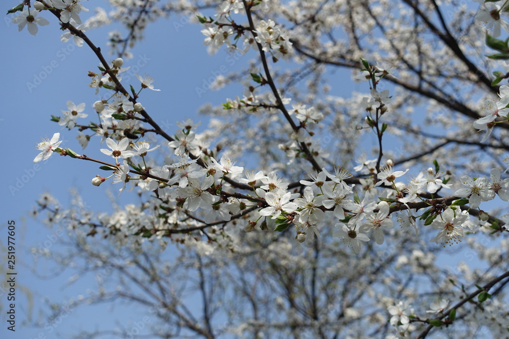 Curved branches of blossoming Prunus cerasifera tree against blue sky Curved branches of blossoming Prunus cerasifera tree against blue sky