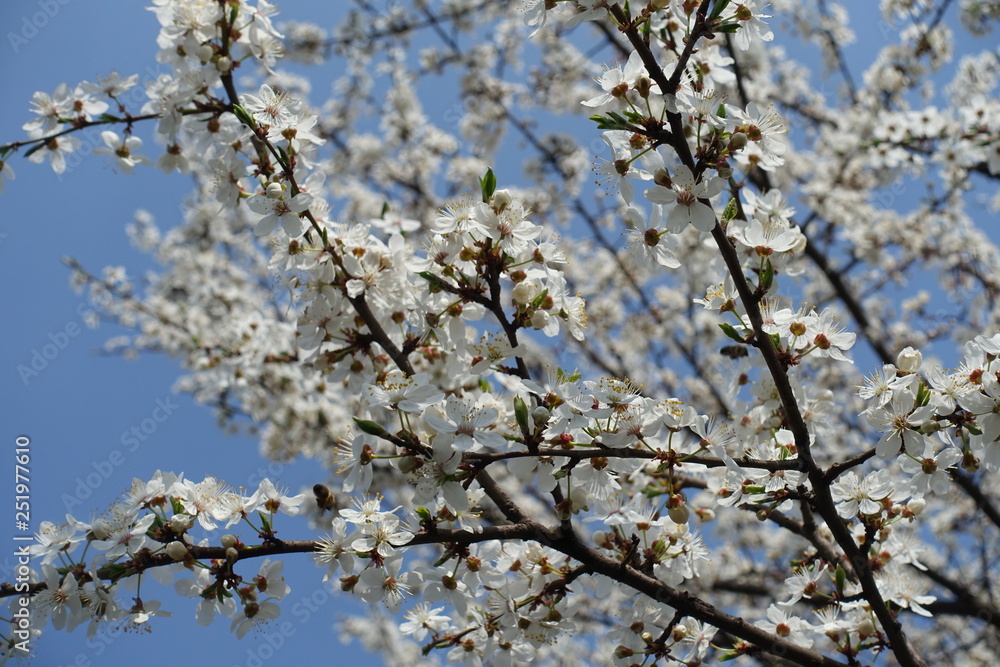 Dark branches of Prunus cerasifera with white flowers against blue sky Dark branches of Prunus cerasifera with white flowers against blue sky