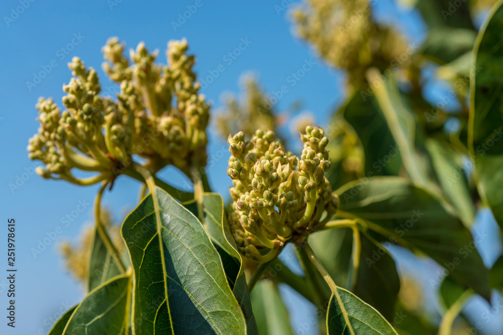 Avocado inflorescence on tree Avocado inflorescence on tree
