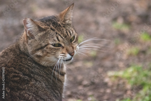 Cat Smirk