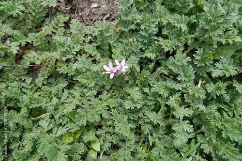 Foliage and pair of flowers of Erodium cicutarium in spring photo