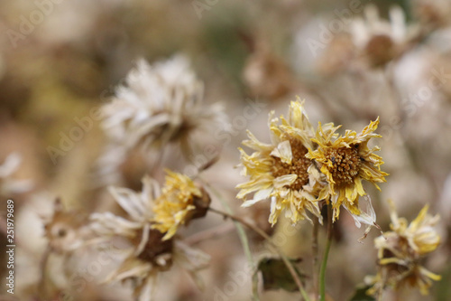 Chrysanthemum tea Close up