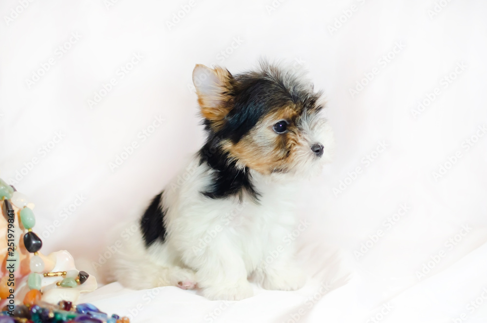 Two month old puppy Biewer-Yorkshire Terrier on a white background. Dog with colored decorations.