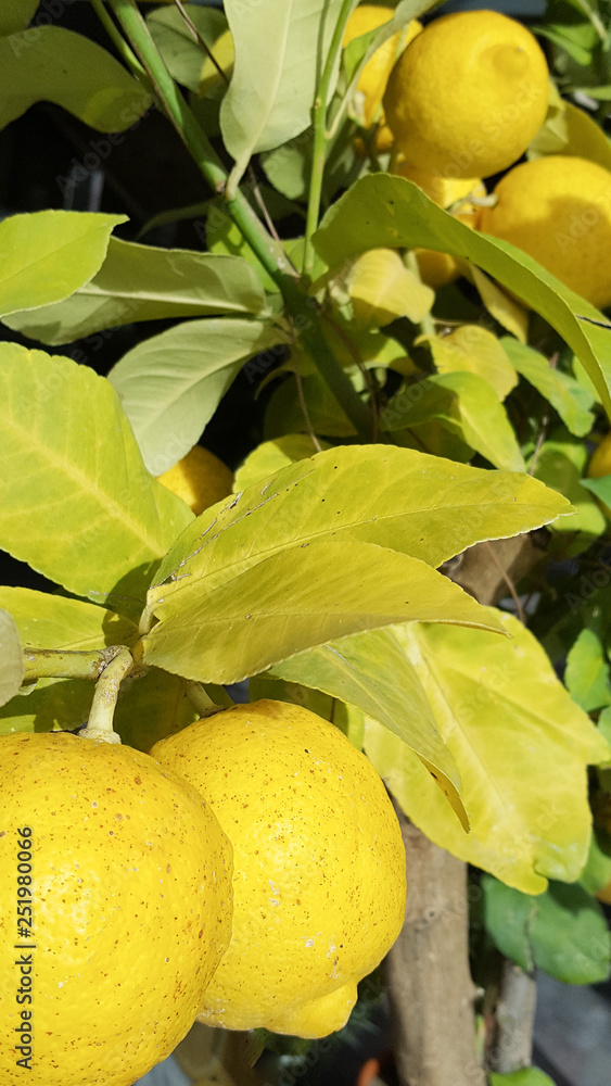 Ripe yellow lemons hanging on a tree
