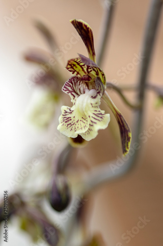 Oeceoclades decaryi, amazing beautiful Madagascar flowering orchid, brown white colorful monk orchids flowers on the stem photo