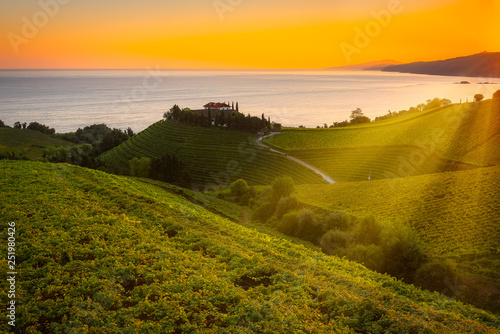 Txakoli white wine vineyards at sunrise, Cantabrian sea in the background, Getaria, Spain photo