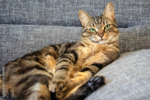Lazy marbe domestic cat on gray sofa, eye contact, cute lime eyes on tabby face, seductive