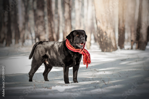  labrador retriever black beautiful portrait in the winter snowy forest magical light