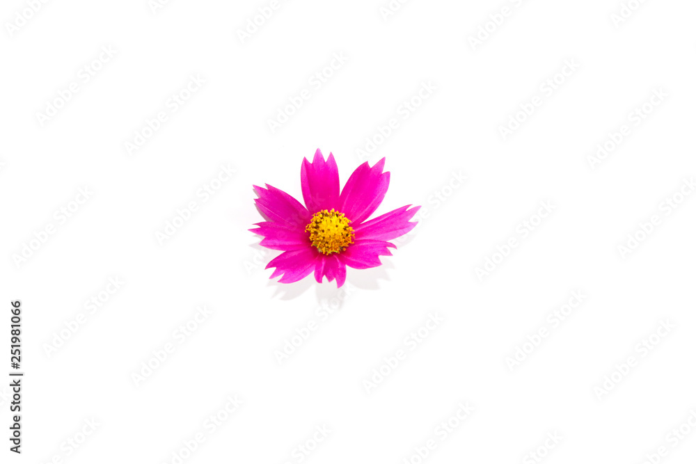 Mexican Aster Flower Close up Mexican Aster Flower Close up