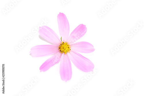 Mexican Aster Flower Close up