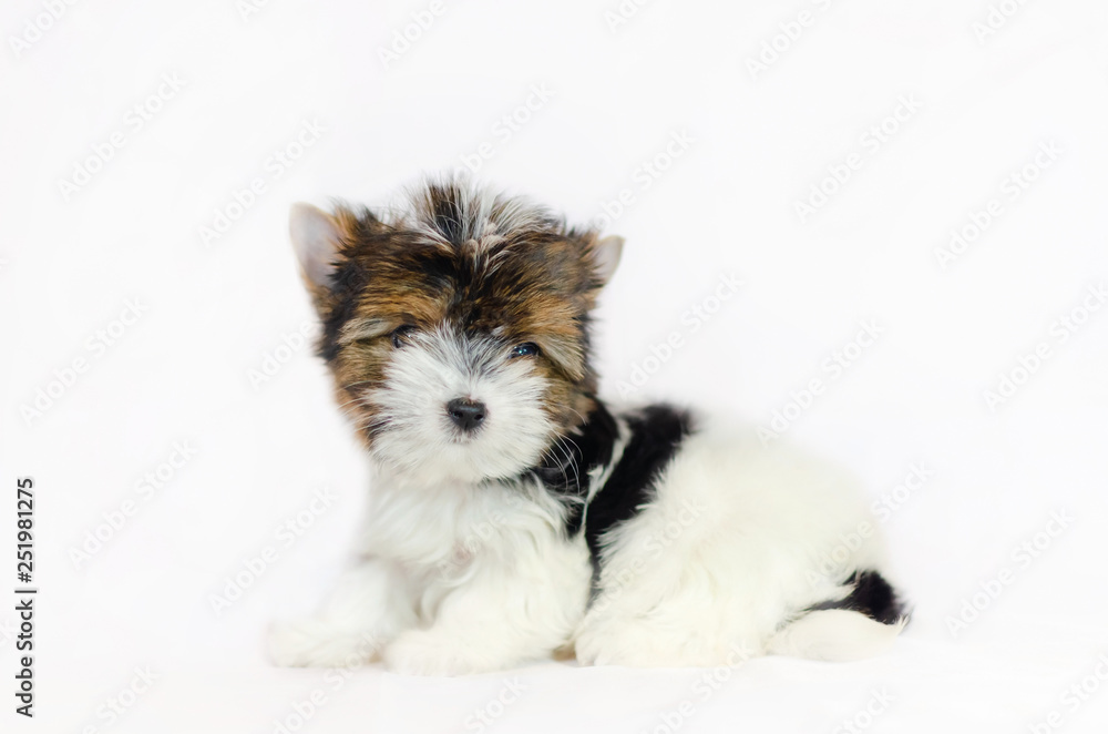 Two month old puppy Biewer-Yorkshire Terrier on a white background. 