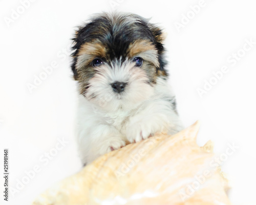 Two month old puppy Biewer-Yorkshire Terrier on a white background. Dog with seashell.