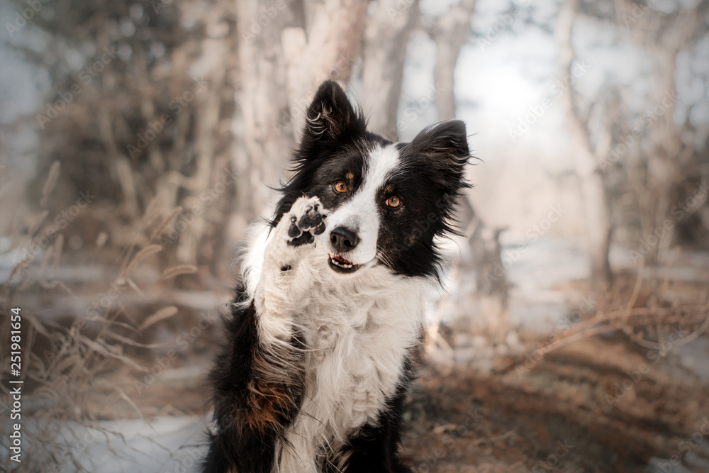  border collie dog snow forest dog trick give five