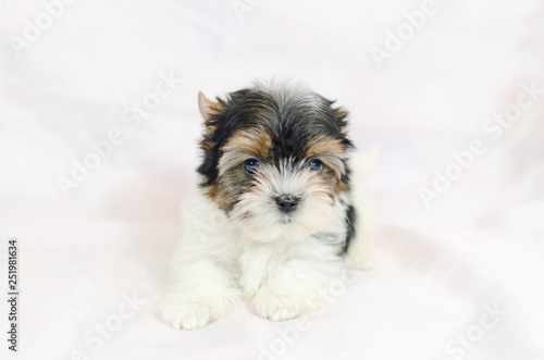 Two month old puppy Biewer-Yorkshire Terrier on a white background. 