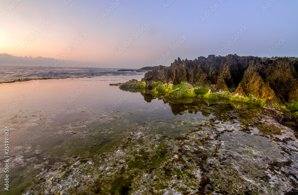 Obraz premium Beach moss on seaside rocks early morning