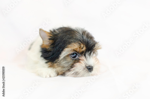 Two month old puppy Biewer-Yorkshire Terrier on a white background. 