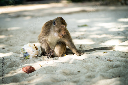Makake stiehlt einen Kokusnuss Drink am Strand