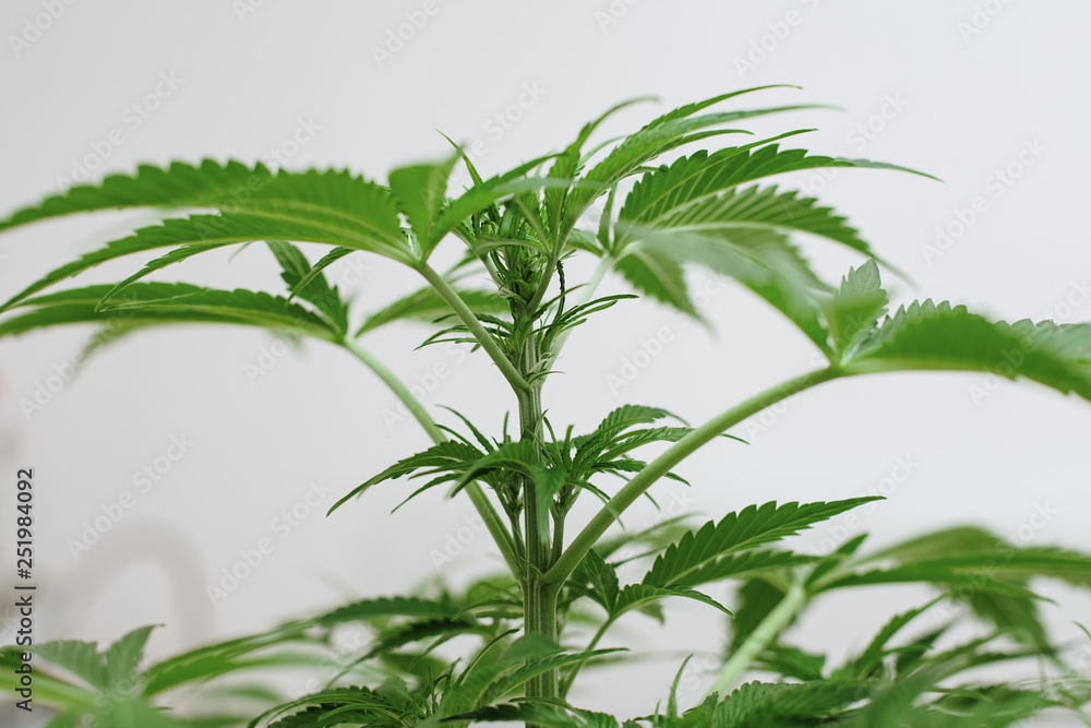 Marijuana plant cannabis