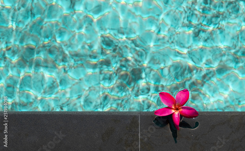 Frangipani flower in swimming blue pool for background texture creative